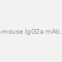 anti-mouse IgG2a mAb, AP